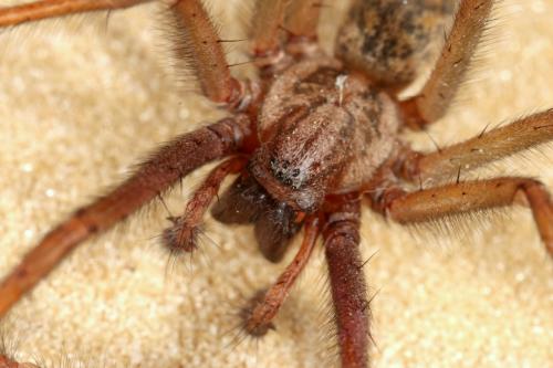 Eratigena atrica